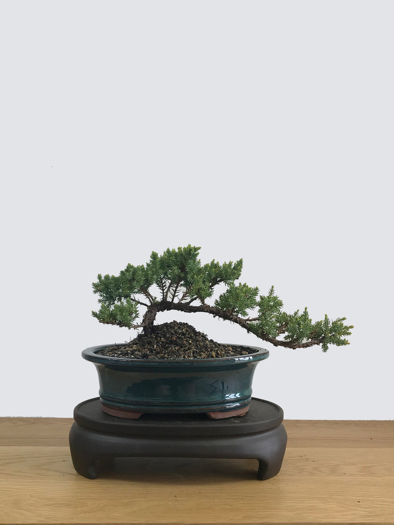 JAPANESE JUNIPER (JP11018) - MiniGardens NZ
