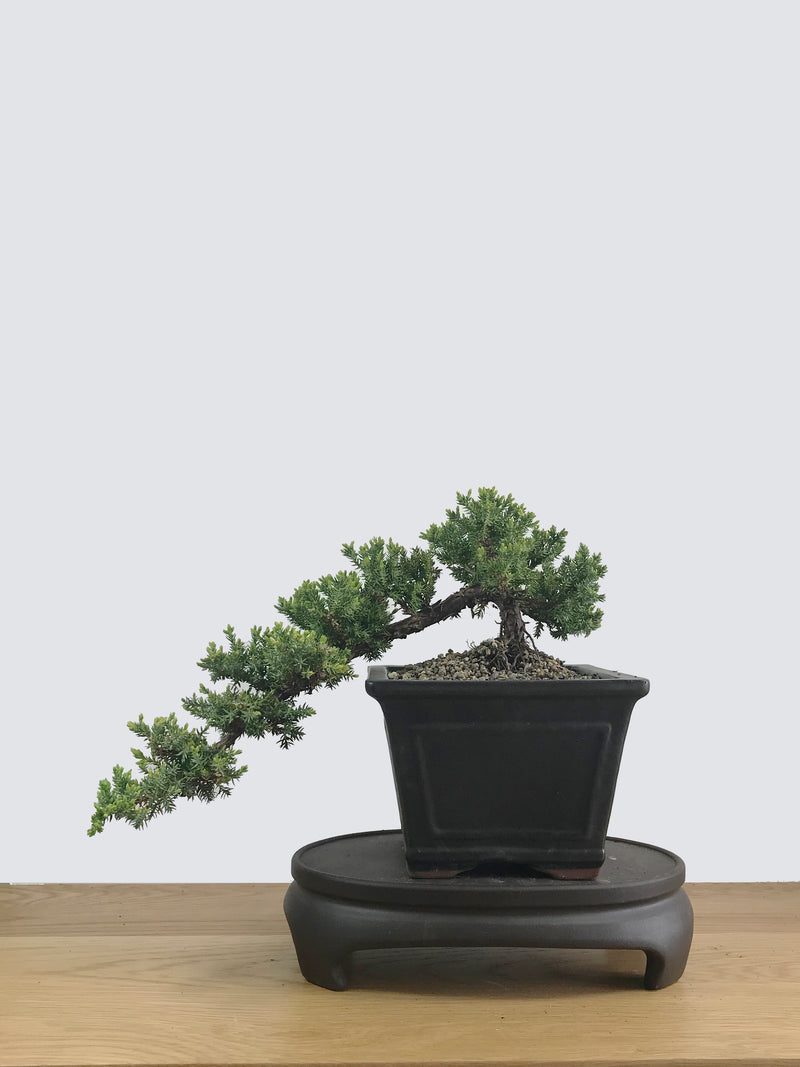 JAPANESE JUNIPER (JP11019) - MiniGardens NZ