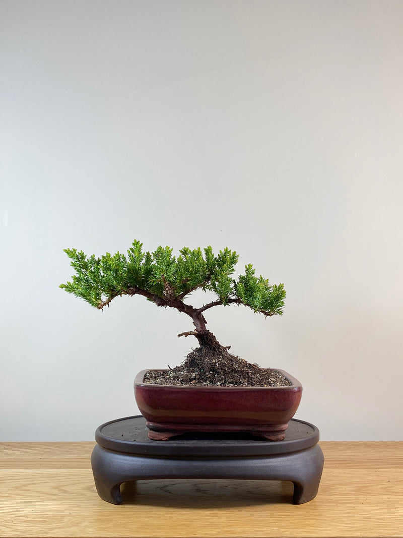 JAPANESE JUNIPER (JP11019)