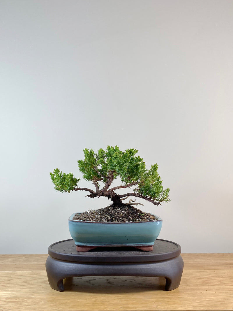 JAPANESE JUNIPER (JP11020)