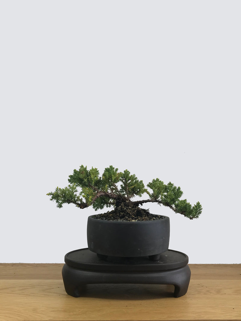 JAPANESE JUNIPER (JP11020) - MiniGardens NZ