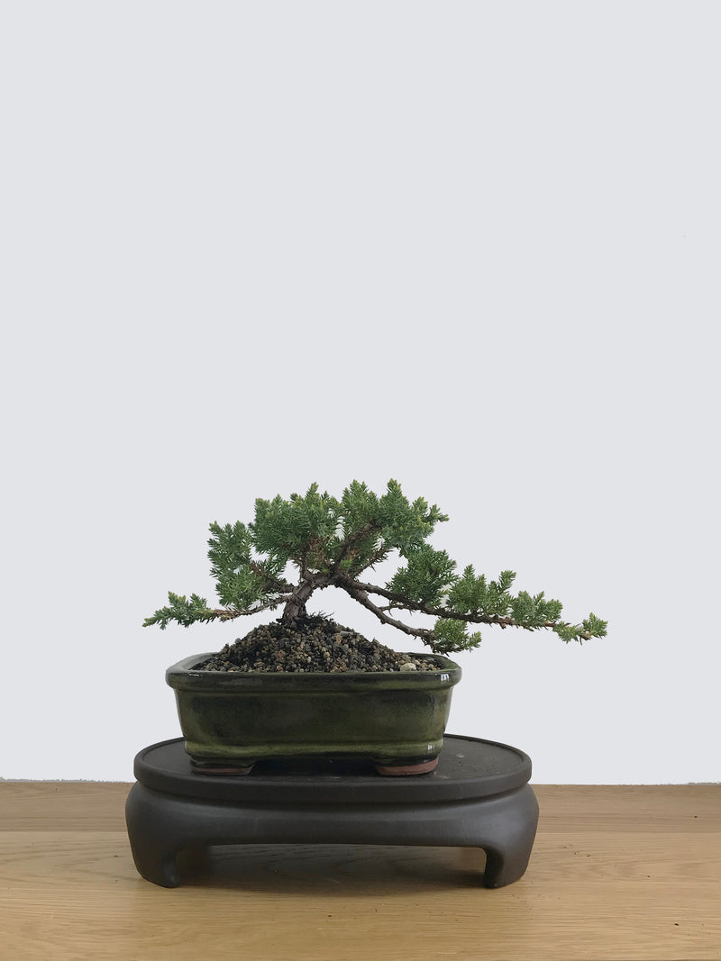 JAPANESE JUNIPER (JP11021) - MiniGardens NZ