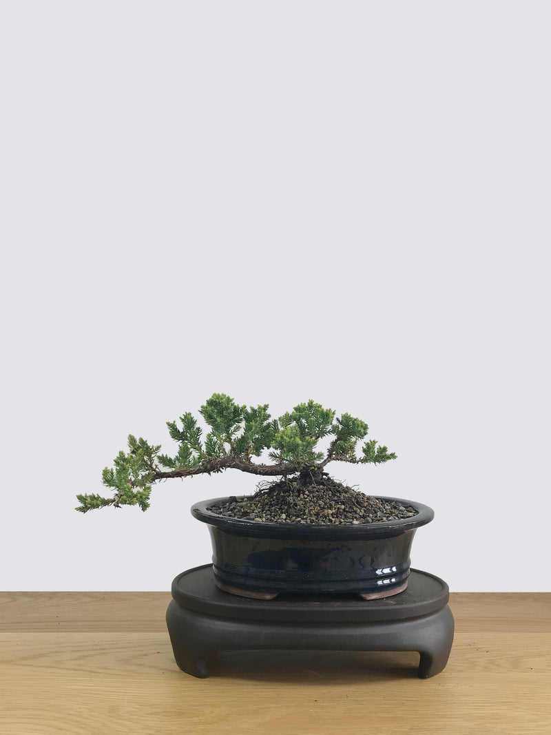 JAPANESE JUNIPER (JP11022) - MiniGardens NZ