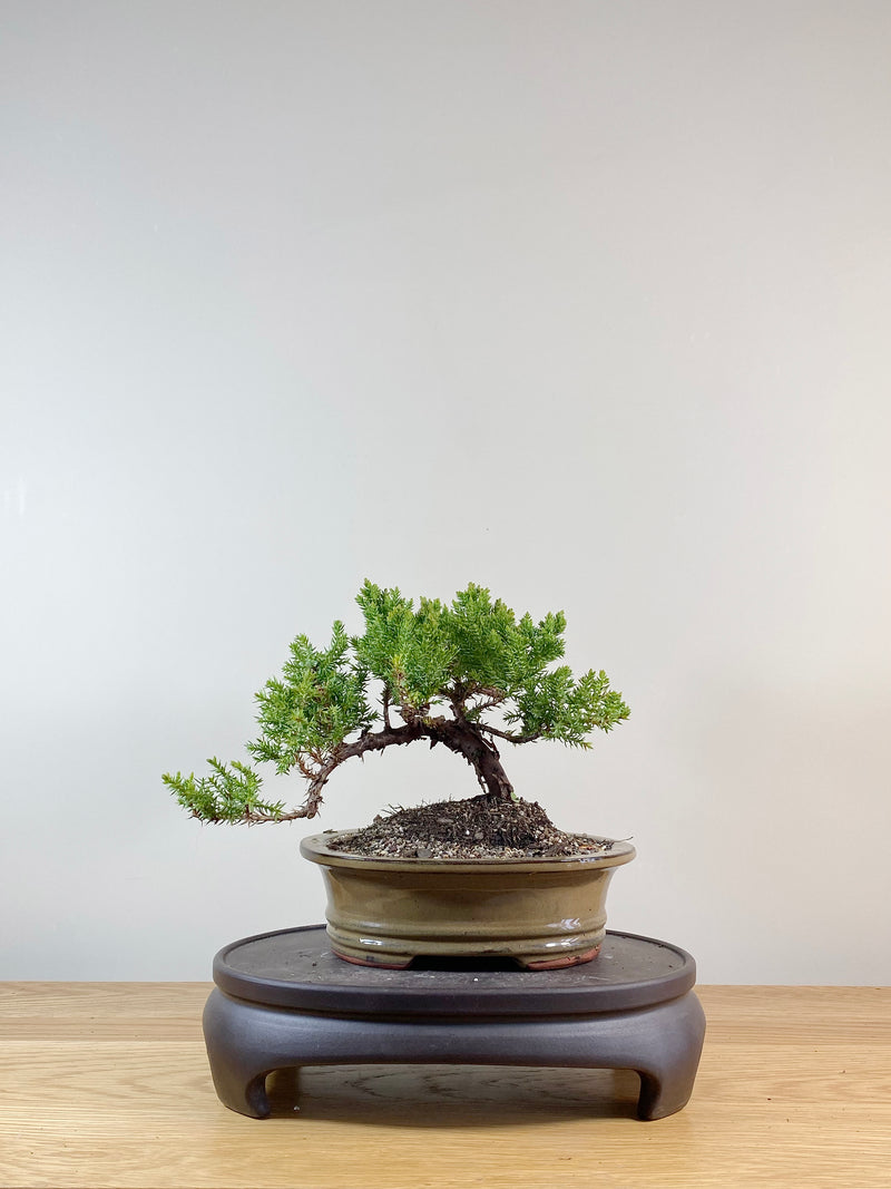 JAPANESE JUNIPER (JP11022)