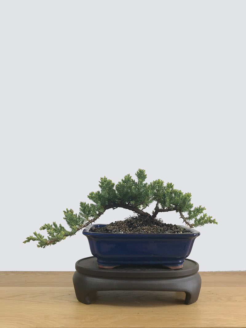 JAPANESE JUNIPER (JP11023) - MiniGardens NZ