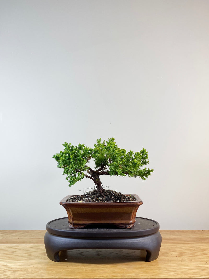 JAPANESE JUNIPER (JP11023)