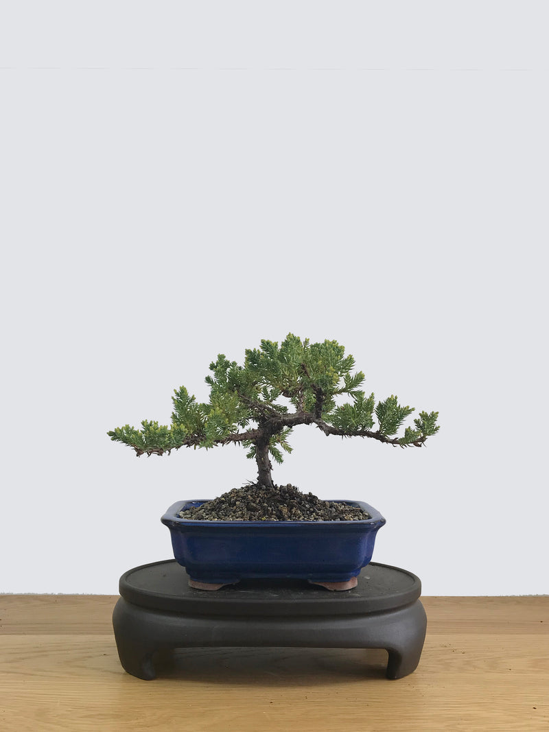 JAPANESE JUNIPER (JP11024) - MiniGardens NZ