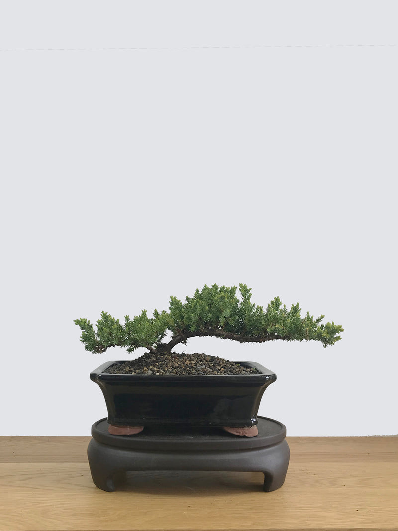 JAPANESE JUNIPER (JP11025) - MiniGardens NZ