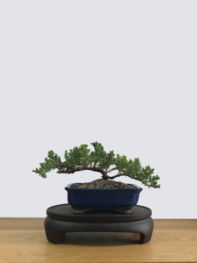 JAPANESE JUNIPER (JP11026) - MiniGardens NZ
