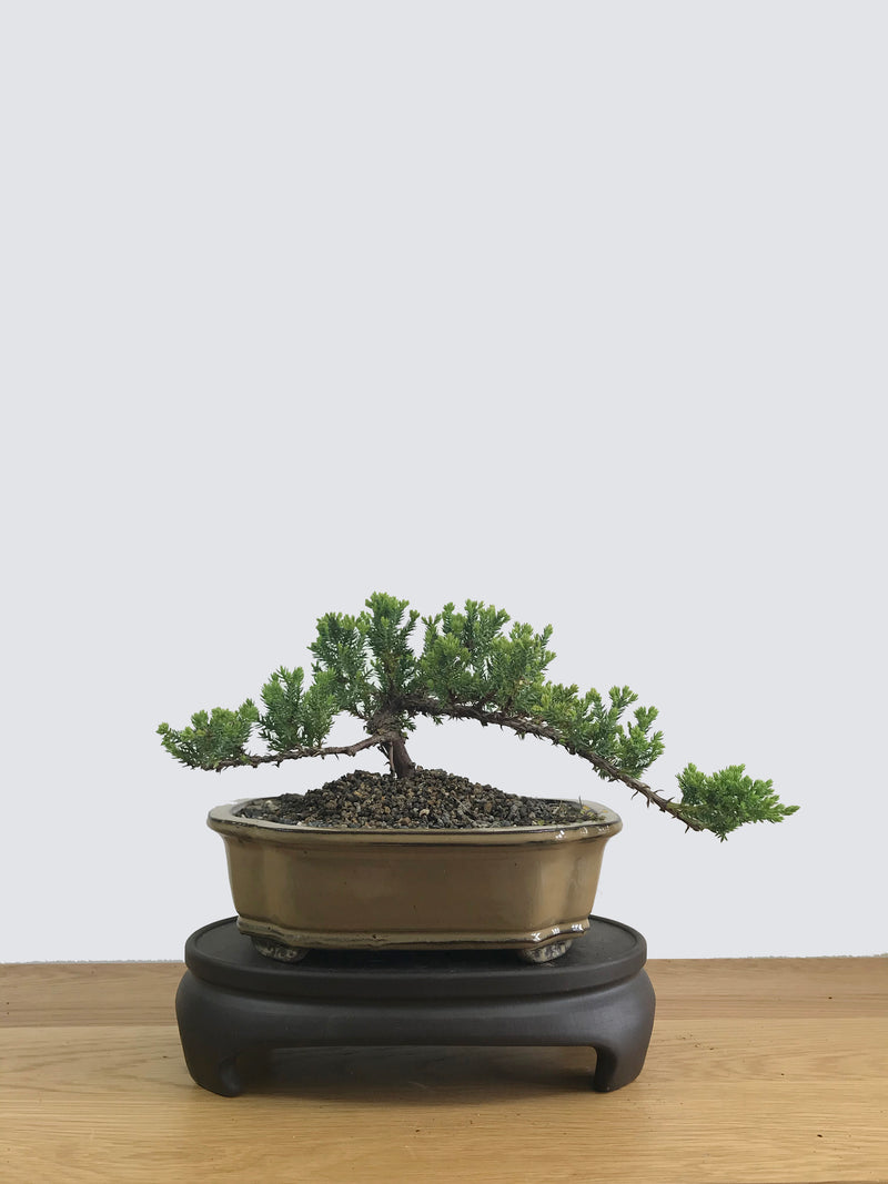 JAPANESE JUNIPER (JP11027) - MiniGardens NZ