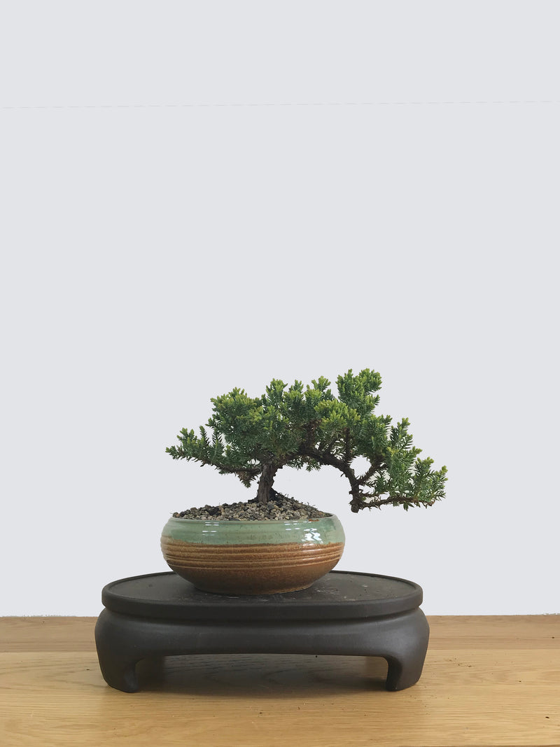 JAPANESE JUNIPER (JP11028) - MiniGardens NZ