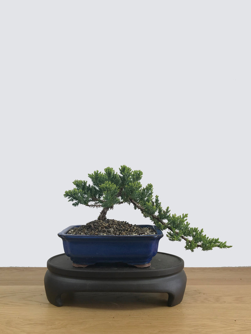 JAPANESE JUNIPER (JP11029) - MiniGardens NZ
