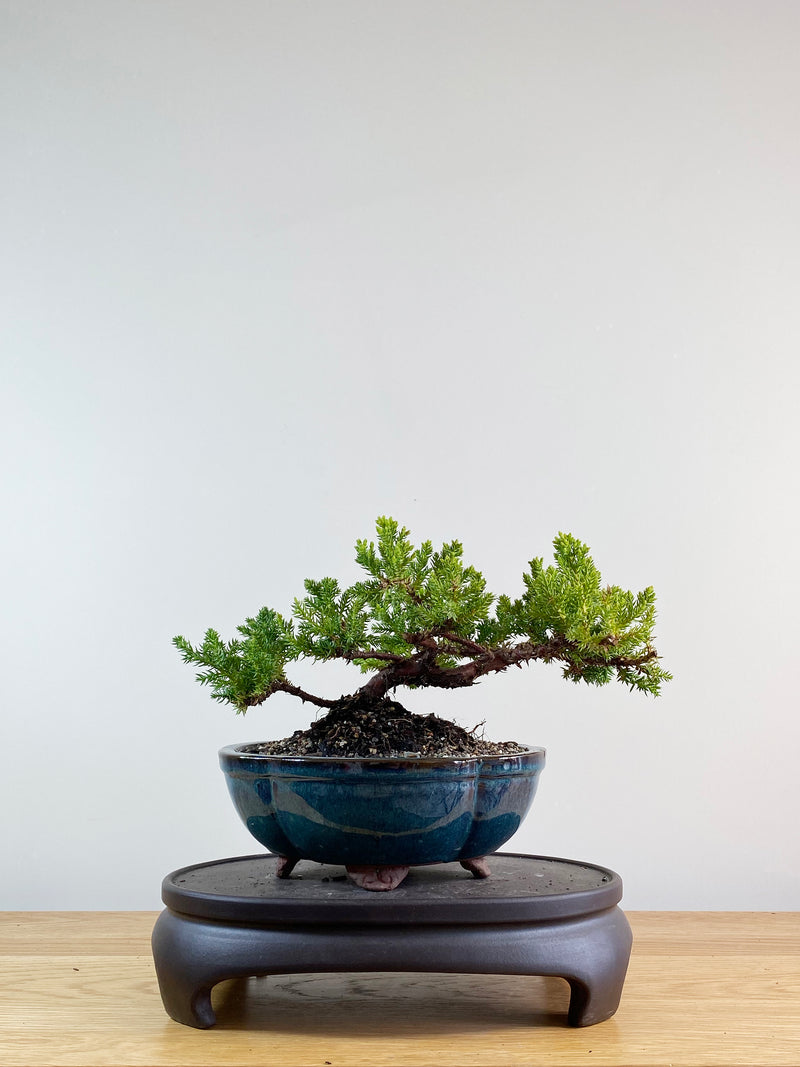 JAPANESE JUNIPER (JP11030)