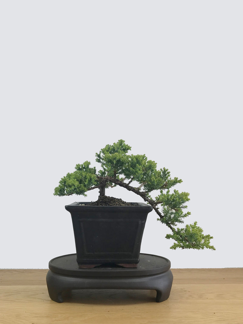 JAPANESE JUNIPER (JP11030) - MiniGardens NZ