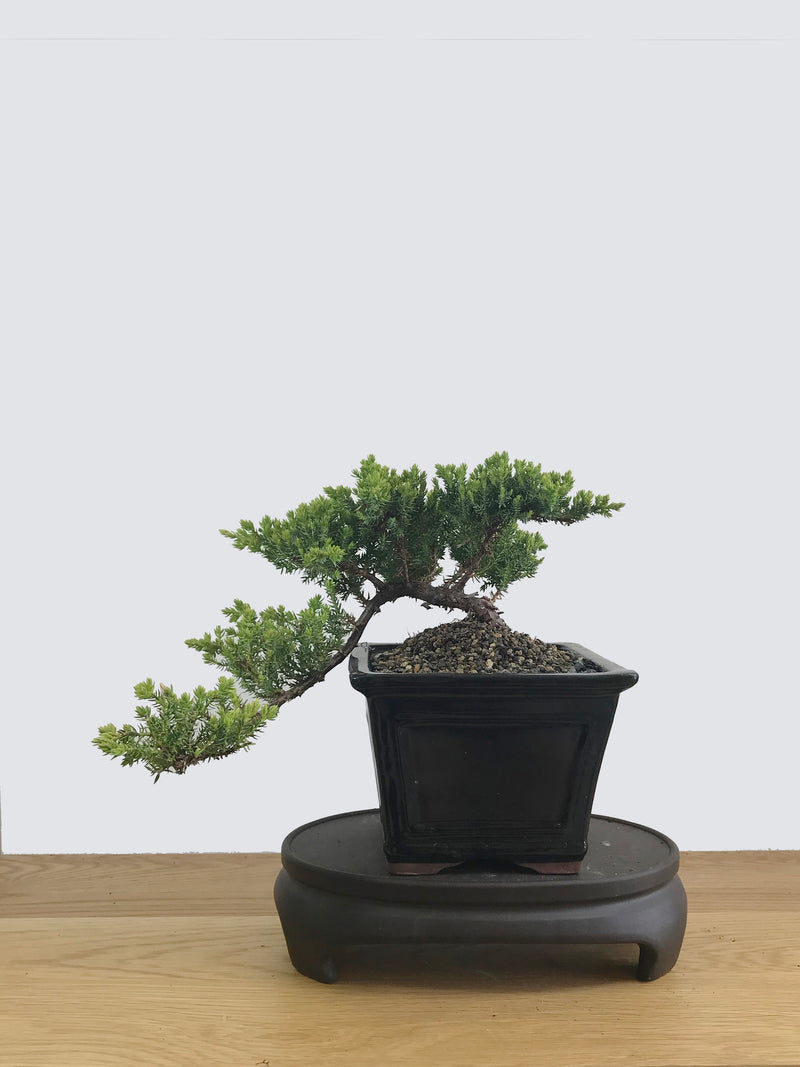 JAPANESE JUNIPER (JP11031) - MiniGardens NZ
