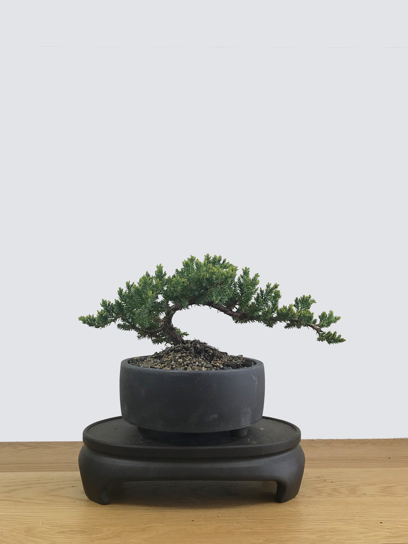 JAPANESE JUNIPER (JP11032) - MiniGardens NZ