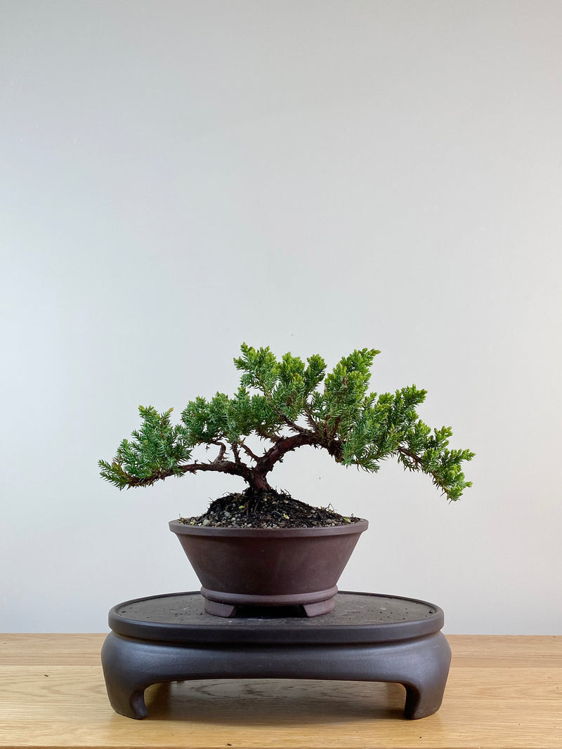 JAPANESE JUNIPER (JP11032)