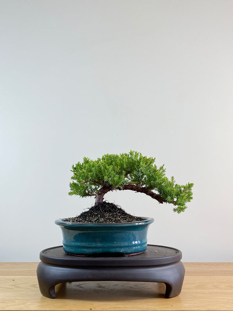 JAPANESE JUNIPER (JP11033)