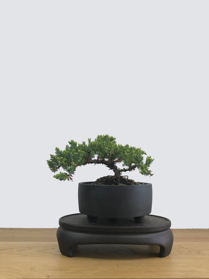 JAPANESE JUNIPER (JP11033) - MiniGardens NZ
