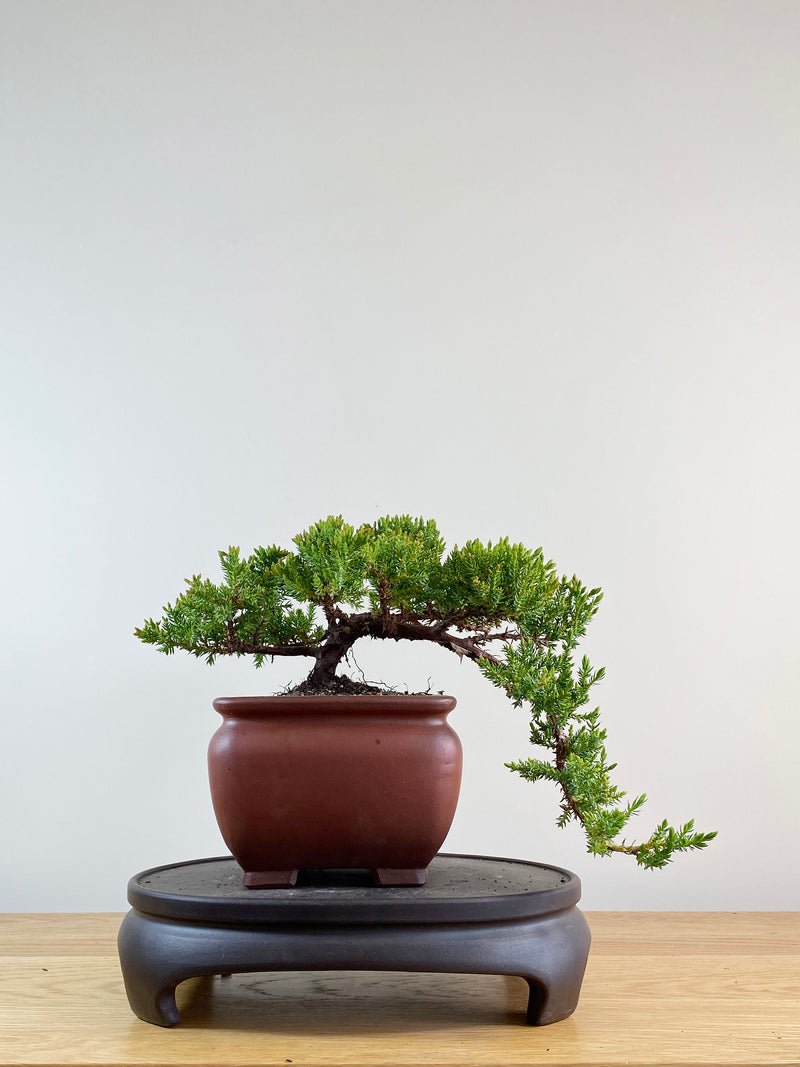 JAPANESE JUNIPER (JP11034)