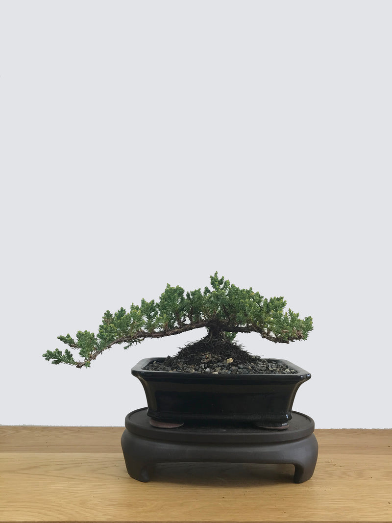 JAPANESE JUNIPER (JP11034) - MiniGardens NZ