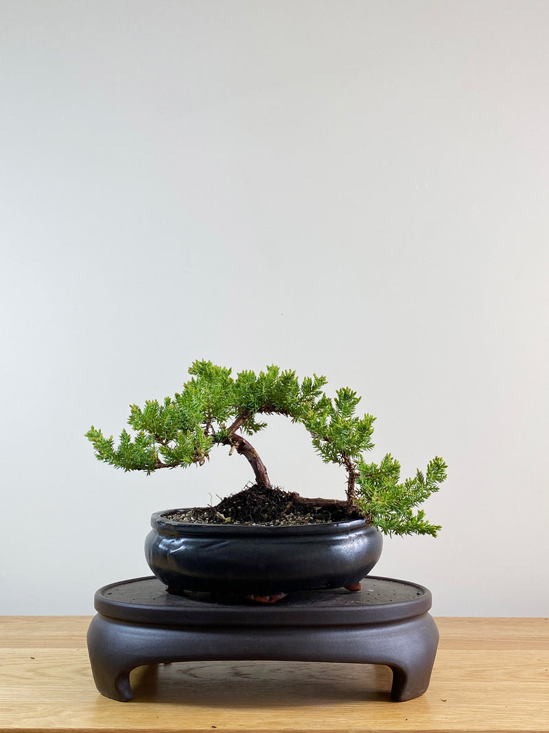 JAPANESE JUNIPER (JP11035)