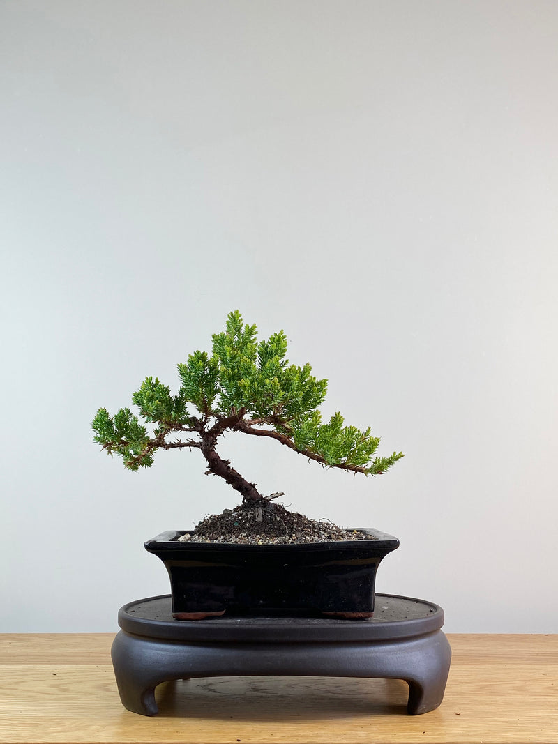 JAPANESE JUNIPER (JP11037)