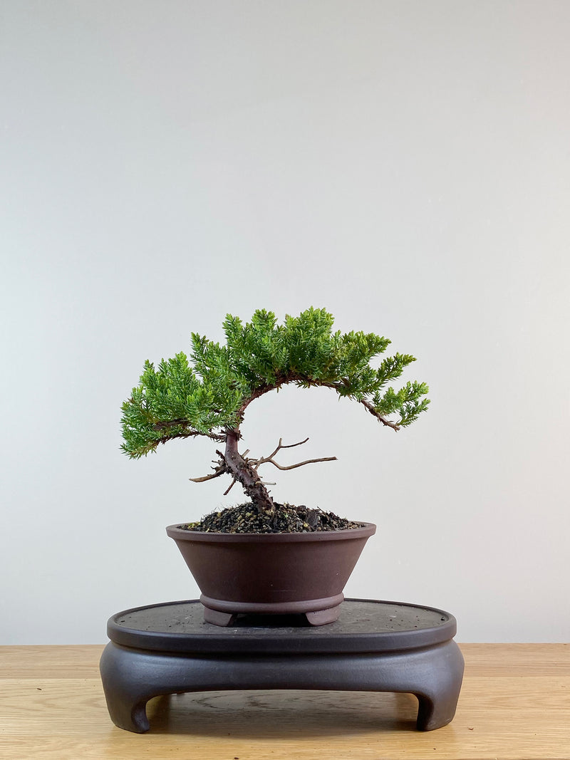 JAPANESE JUNIPER (JP11038)
