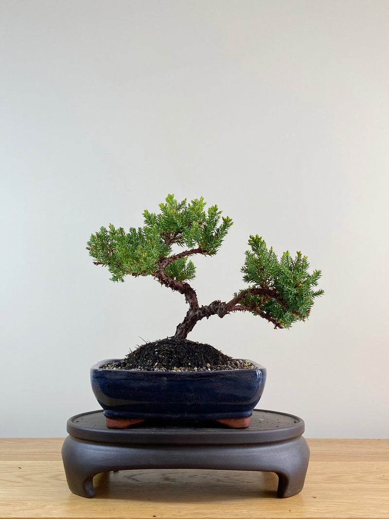 JAPANESE JUNIPER (JP11039)
