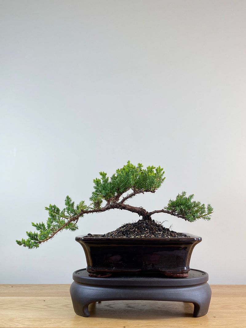 JAPANESE JUNIPER (JP11040)