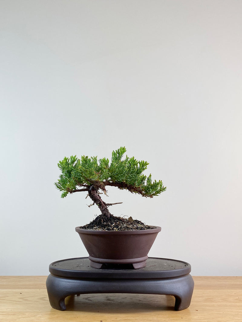 JAPANESE JUNIPER (JP11041)