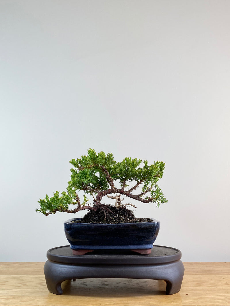 JAPANESE JUNIPER (JP11042)