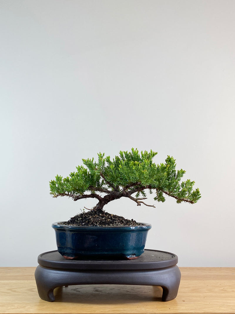 JAPANESE JUNIPER (JP11043)