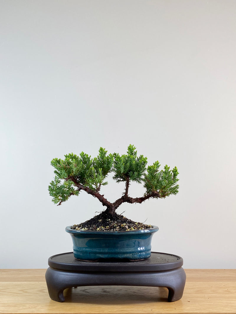 JAPANESE JUNIPER (JP11044)