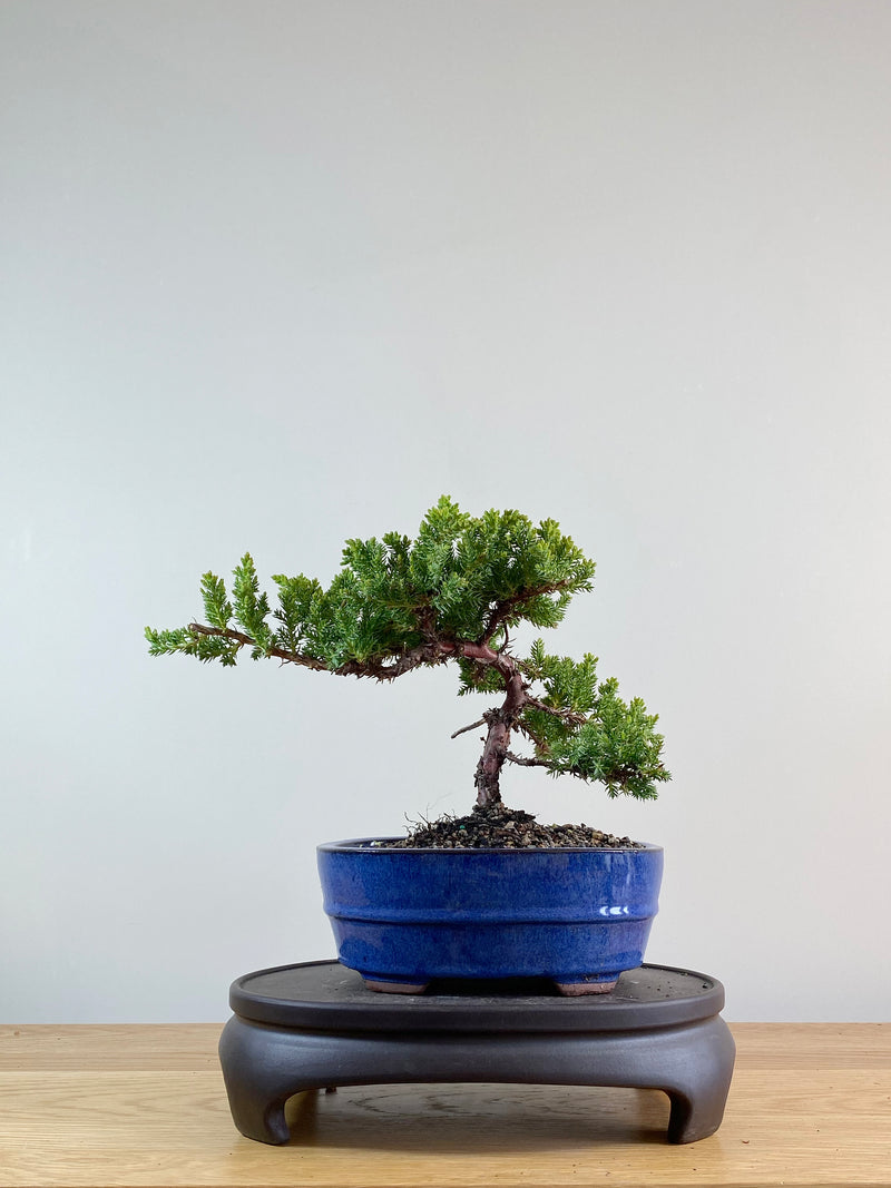 JAPANESE JUNIPER (JP11045)