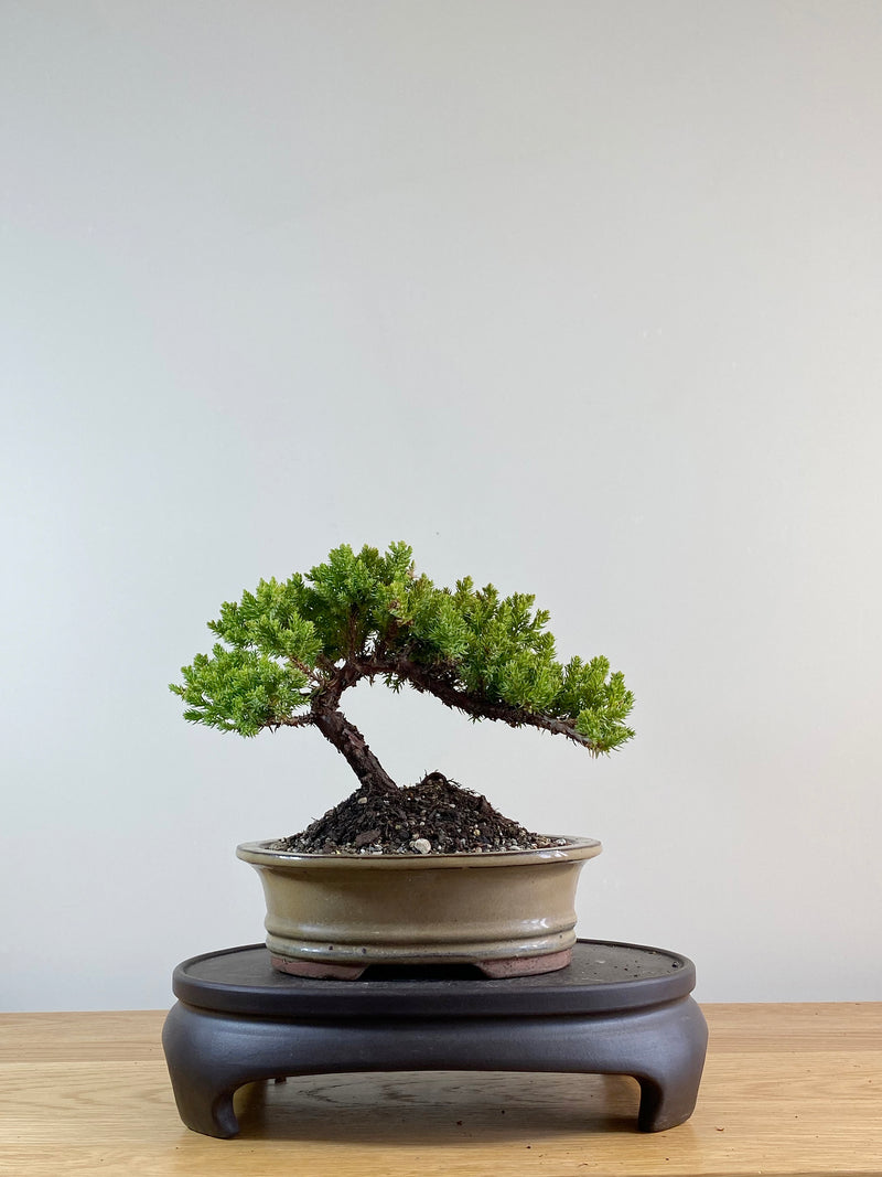JAPANESE JUNIPER (JP11046)