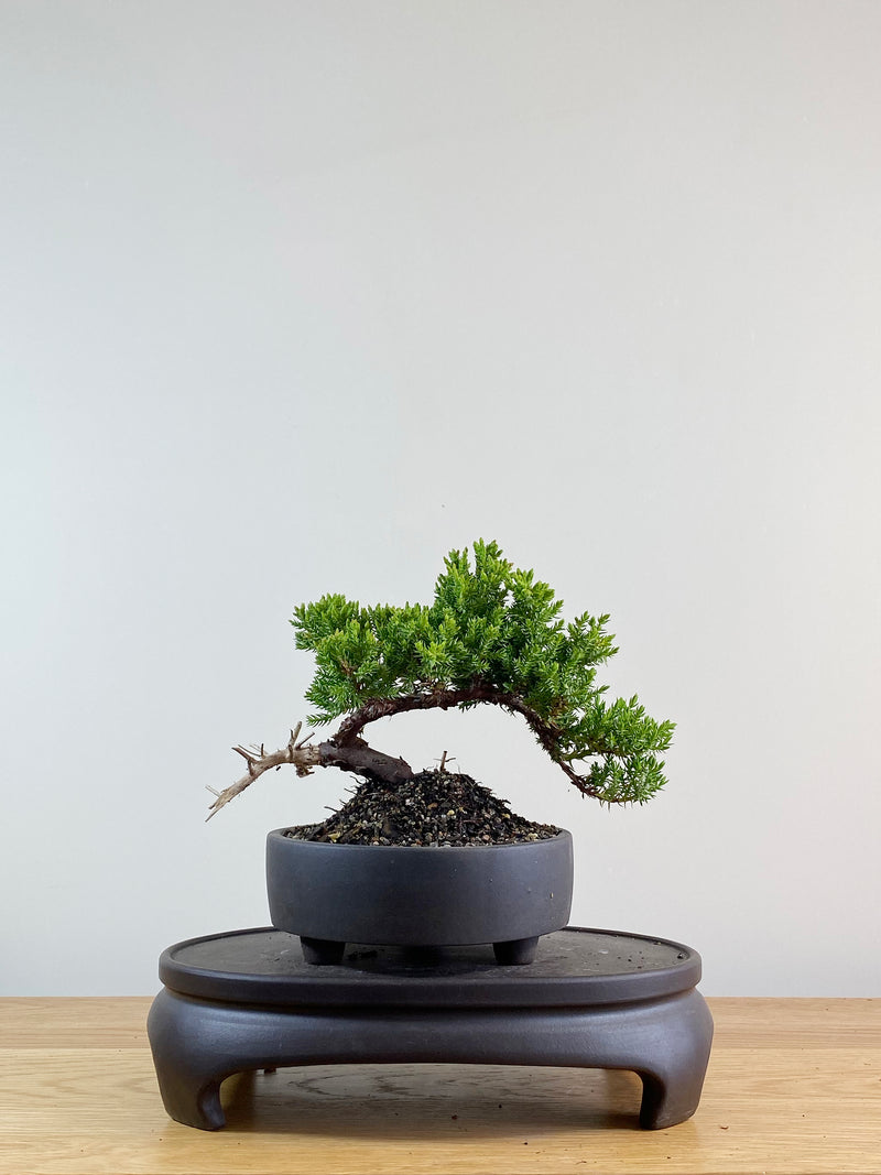 JAPANESE JUNIPER (JP11047)