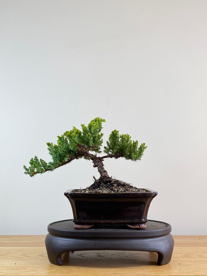 JAPANESE JUNIPER (JP11051)