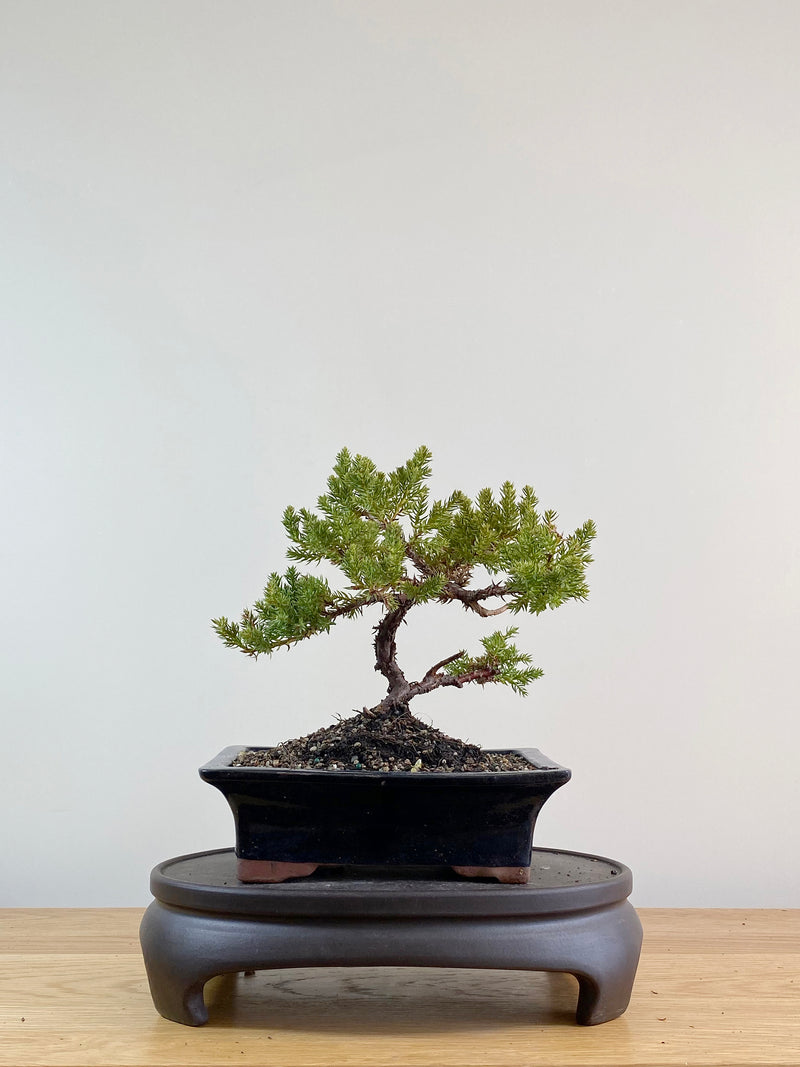JAPANESE JUNIPER (JP11052)