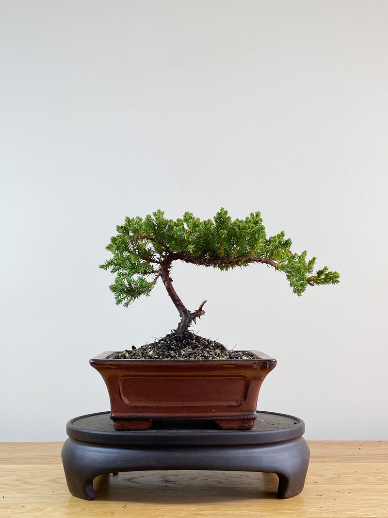 JAPANESE JUNIPER (JP11055)