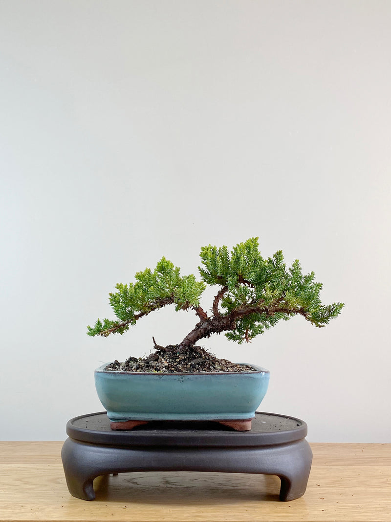 JAPANESE JUNIPER (JP11056)