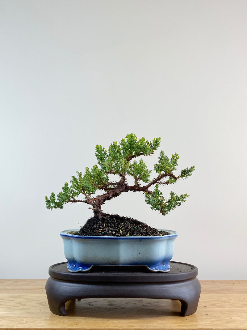 JAPANESE JUNIPER (JP11057)