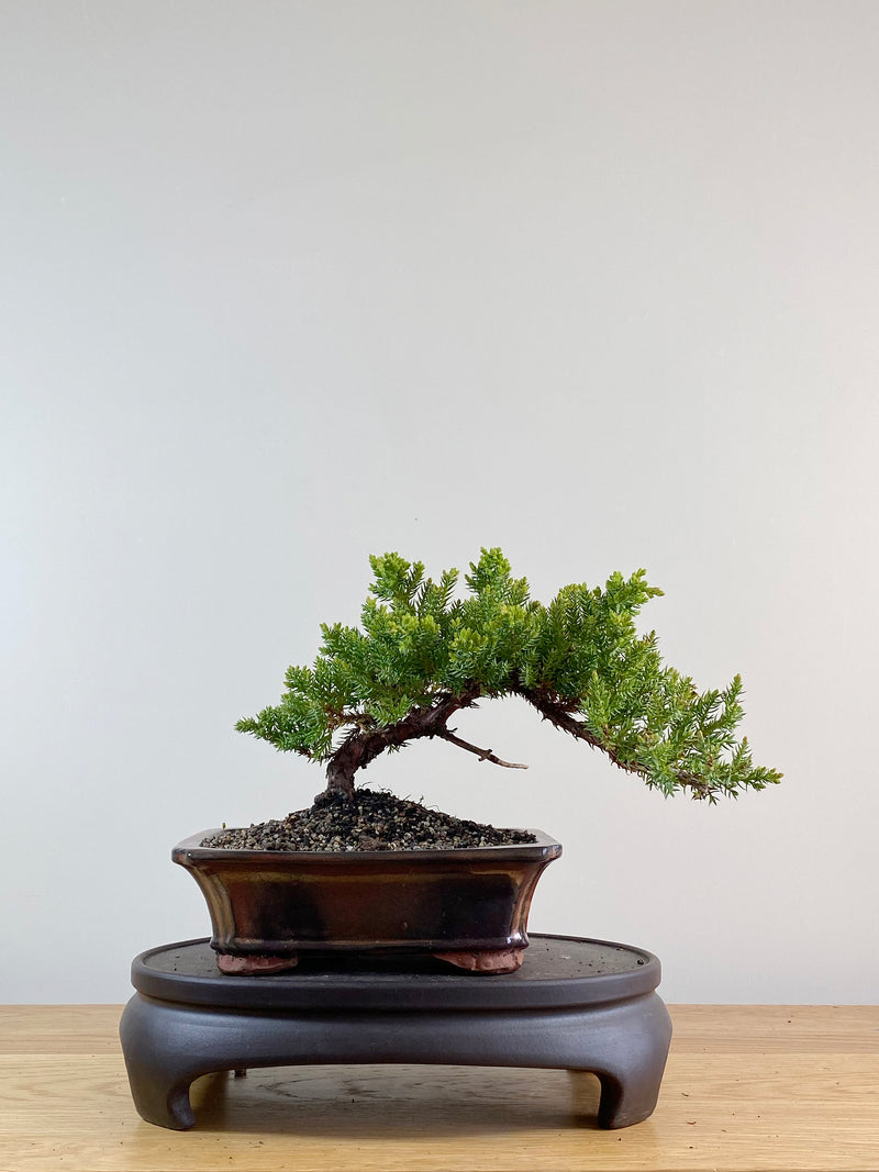 JAPANESE JUNIPER (JP11059)
