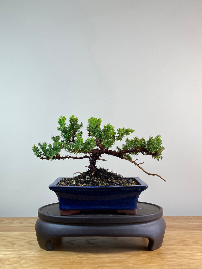 JAPANESE JUNIPER (JP11072)