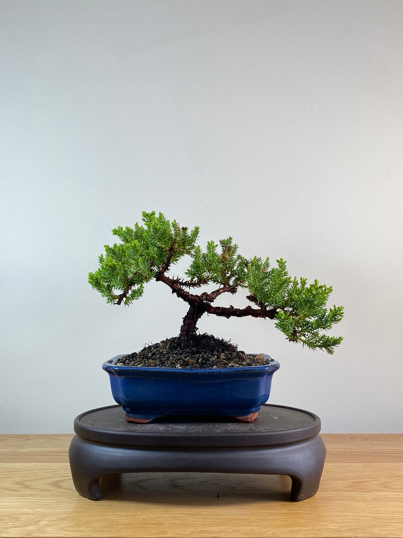 JAPANESE JUNIPER (JP11073)