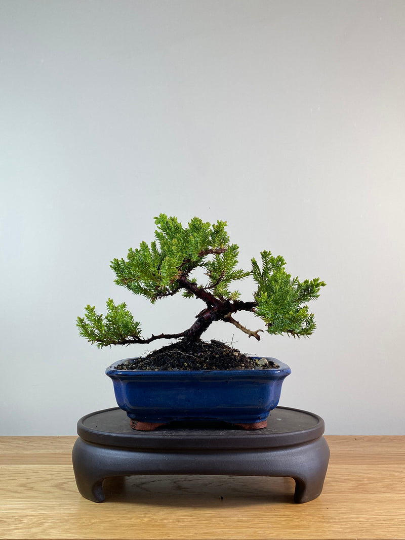 JAPANESE JUNIPER (JP11074)