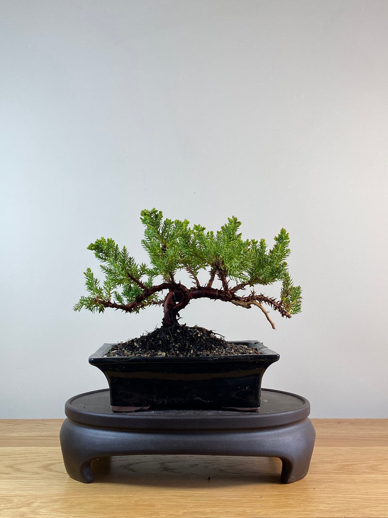 JAPANESE JUNIPER (JP11075)
