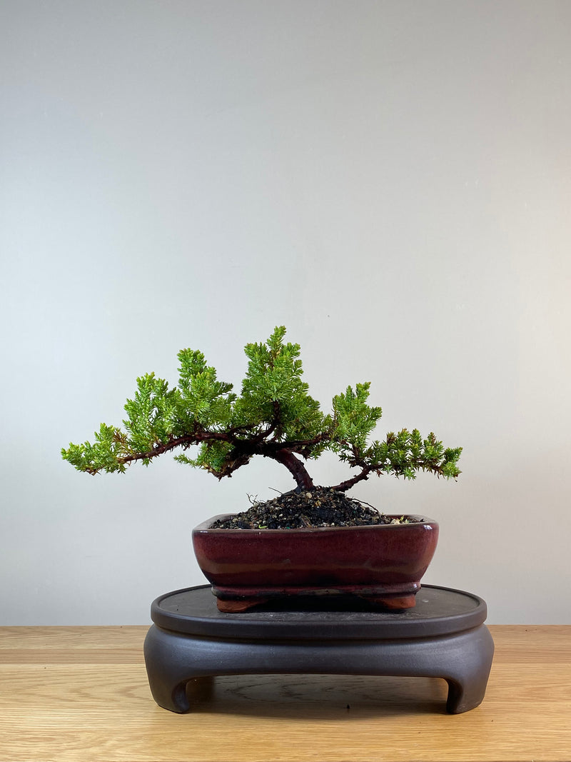 JAPANESE JUNIPER (JP11076)
