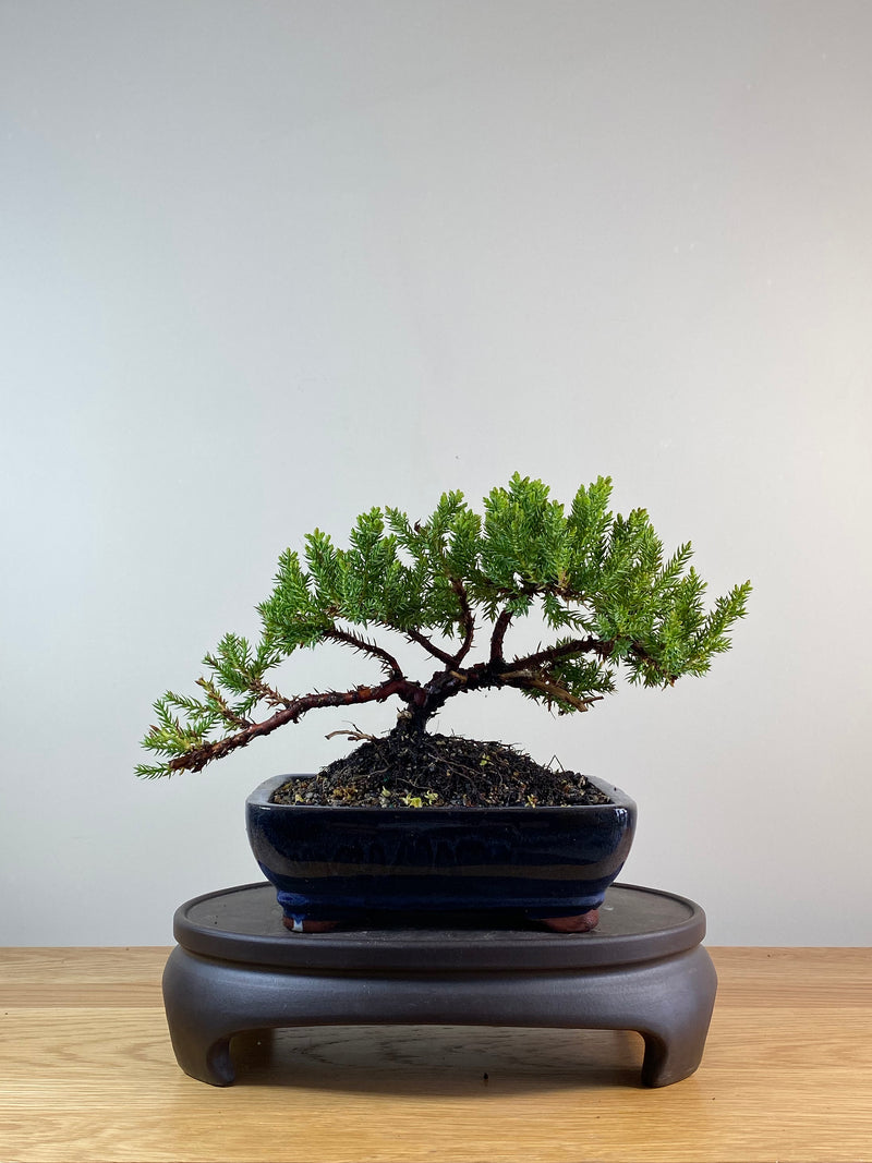 JAPANESE JUNIPER (JP11077)