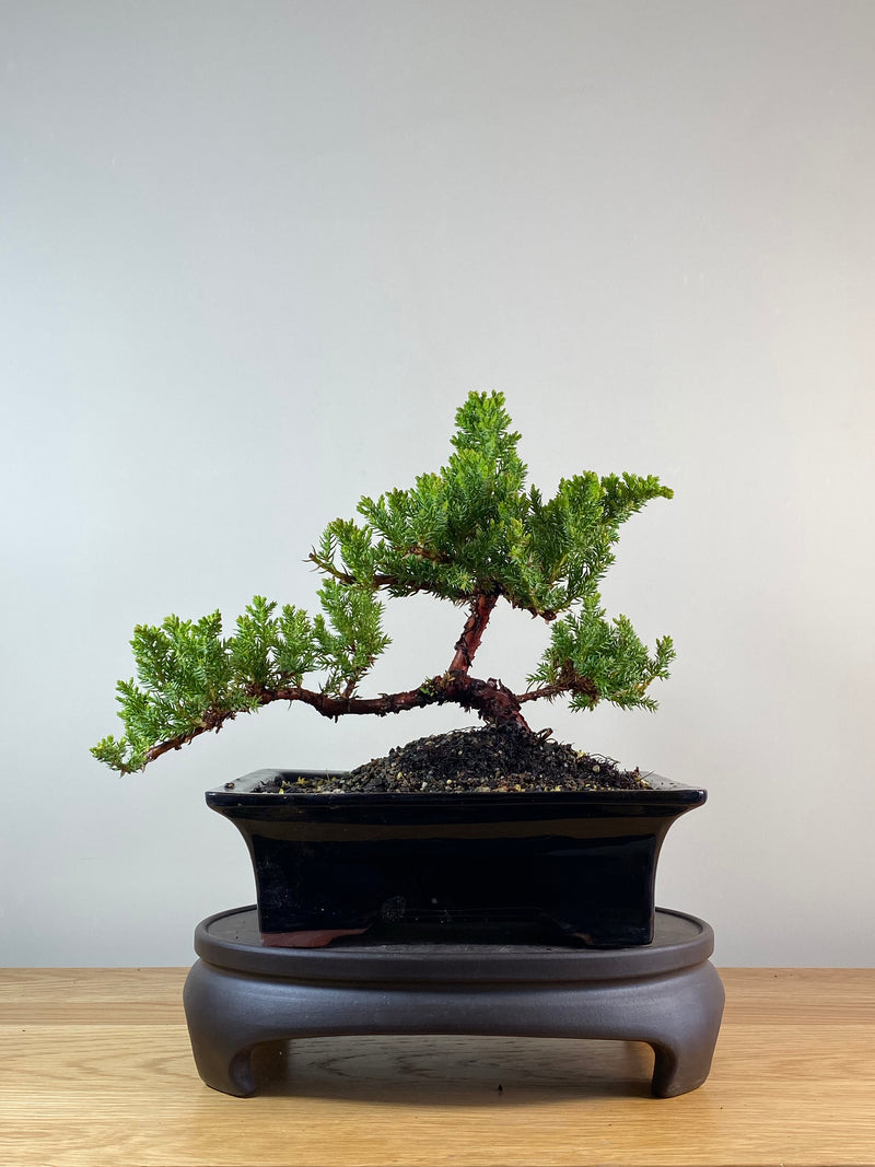 JAPANESE JUNIPER (JP11079)
